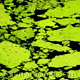 Algae