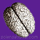 brain