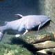Catfish