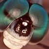 Dragonfly eye lenses