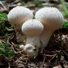 Fungi