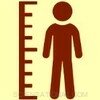 Height human