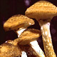 honey mushroom fungus