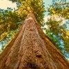 Tallest sequoia Hyperion