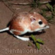Kangaroo rat