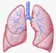 Lungs