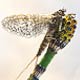 Mayfly