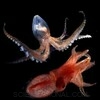 Octopus and squid
