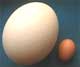 Ostrich egg