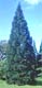 Redwood tree