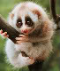 Slow Loris