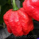 Trinidad Moruga Scorpion Hottest Chilli Pepper