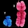 Male female chromosomes
